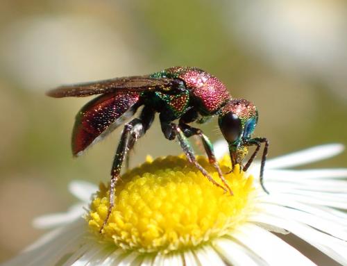 Réf. 267 354 : Hedychrum rutilans